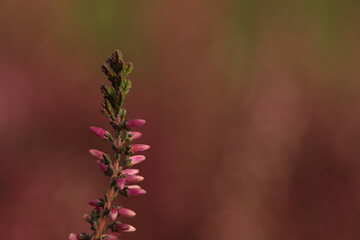 Heather twig with beautiful flowers on blurred background, closeup. Space for text