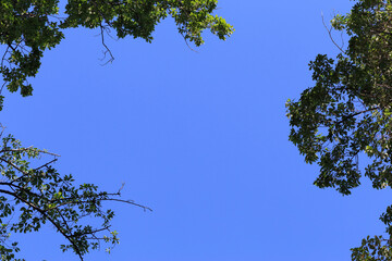 Fototapeta premium 青空と木々