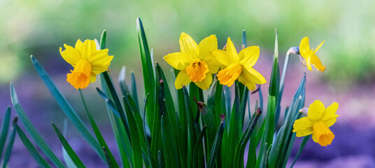 Yellow daffodils on a blurred background. Flowering daffodils