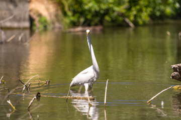 Great Egret (Ardea alba) stands in shallow water waiting for a prey.