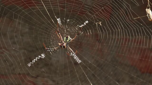 The spider eats prey in the middle of the web. Against the backdrop of dim