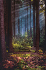 Fototapeta premium Bright sun rays through trees in pine forest.