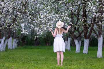 In the garden, among the apple blossoms, stands a girl in a hat and romantic white dress. Beautiful, lush, flowering apple tree is dotted with flowers. Naturel spring landscape.
