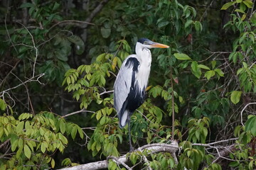 Fototapeta premium Heron