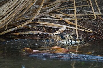 Jungle alligator