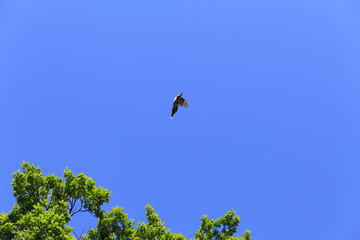 青空と木々を飛び交う野鳥　オナガ