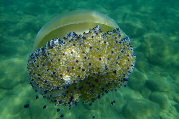 Mediterranean jellyfish or fried egg jellyfish, Mediterranean jelly (Cotylorhiza tuberculata) undersea, Aegean Sea, Greece, Halkidiki