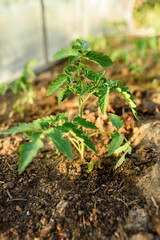 Tomato seedlings, gardening