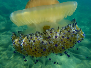 Mediterranean jellyfish or fried egg jellyfish, Mediterranean jelly (Cotylorhiza tuberculata) undersea, Aegean Sea, Greece, Halkidiki