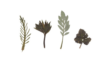 Scan of a set of various pressed tree leaves. Fine vintage deciduous herbarium. Pressed and dried...