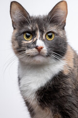 Portrait of a sitting spotted shorthair cat. A tricolor mongrel kitten looks ahead. Fluffy pet with gray fur on a white background. Eyes, face close-up.