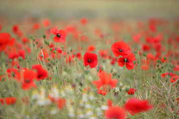 Common poppy seed heads after flowering in a hay meadow in Guildford, Surrey, UK