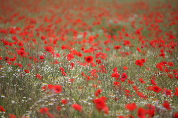 Common poppy seed heads after flowering in a hay meadow in Guildford, Surrey, UK