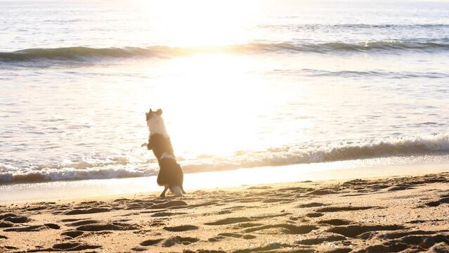 Man playing fetch with his dog on the beach at sunset. Slow Motion.