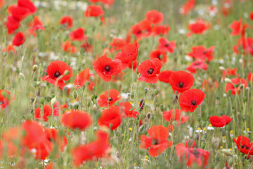 Common poppy seed heads after flowering in a hay meadow in Guildford, Surrey, UK