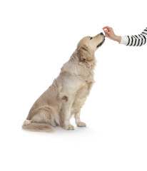 Woman giving pill to cute dog on white background, closeup. Vitamins for animal