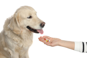 Woman giving different pills to cute dog on white background, closeup. Vitamins for animal