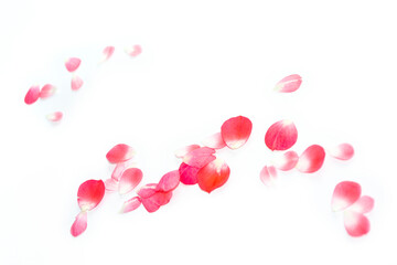 Bright pink rose petals. floral background.