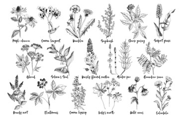 Hand drawn monochrome set of healing herbs - obrazy, fototapety, plakaty