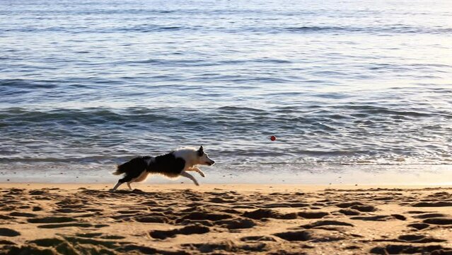Man playing fetch with his dog on the beach at sunset. Slow Motion.