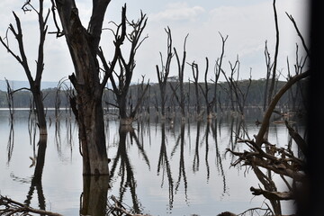 dead trees