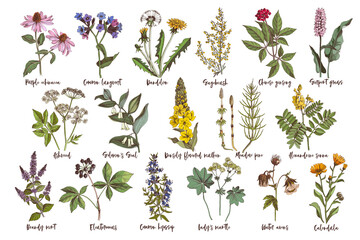 Hand drawn set of healing herbs