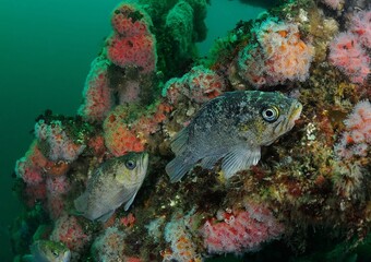 Pair of rockfish, Santa Cruz Island, California, USA