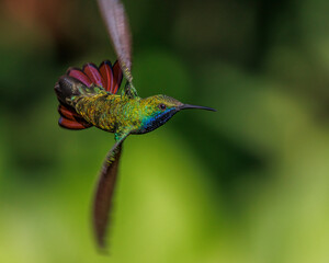 A multicolored hummingbird hovering while deciding where to go