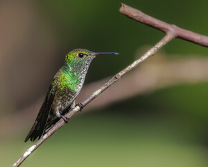 a hummingbird perched on a tree branch