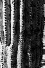 Saguaro cactus - monochrome close-up