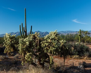 Saguaro National Park landscape