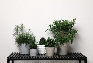 Many houseplants on bench near white wall