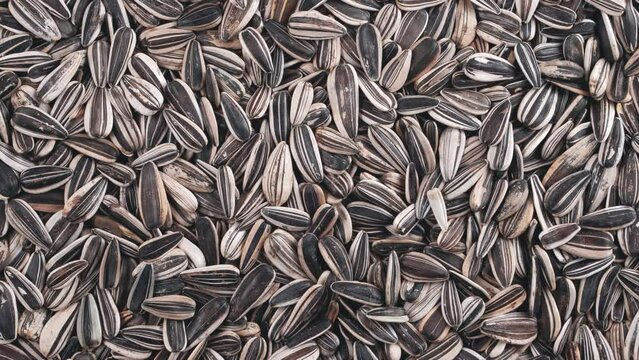Movement up of striped sunflower seeds. View from above.	