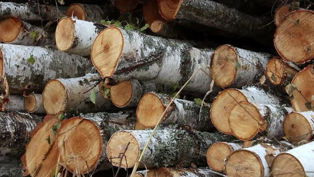 A pile of birch firewood lies on the grass. Chopped firewood stacked in a pile. Pile of logs for fireplace