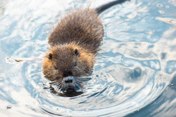 Nutria, coypu herbivorous, semiaquatic rodent member of the family Myocastoridae on the riverbed, baby animals, habintant wetlands, river rat