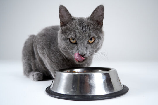 Gray cat eating croquettes on white background