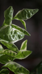 Home plant with white green leaves, pedilanthus tithymaloides, selective focus