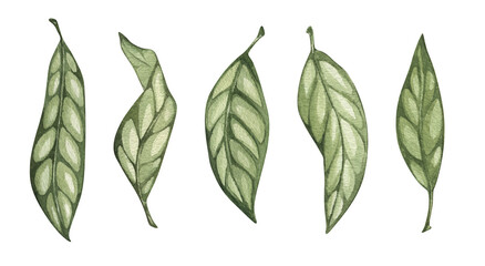 Watercolor green leaves. Isolated on white background. Hand drawn floral illustrations. For wallpaper, postcard, print, invitations, patterns, poster, packaging, linen.