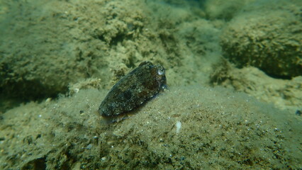 Common cuttlefish or European common cuttlefish (Sepia officinalis) undersea, Aegean Sea, Greece, Halkidiki
