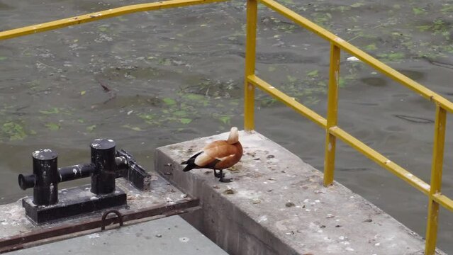 Red duck Ogar Sedin on the pier of the Moscow river polluted