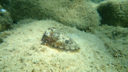 Common cuttlefish or European common cuttlefish (Sepia officinalis) undersea, Aegean Sea, Greece, Halkidiki
