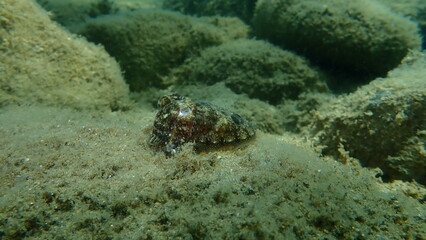 Common cuttlefish or European common cuttlefish (Sepia officinalis) undersea, Aegean Sea, Greece, Halkidiki
