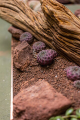 Terrarium floral arrangement with succulents