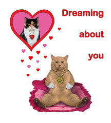 Fototapeta premium A reddish cat is dreaming about its lover. White background. Isolated.