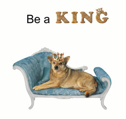 A beige dog in a gold crown is lying on a blue couch. Be a king. White background. Isolated.
