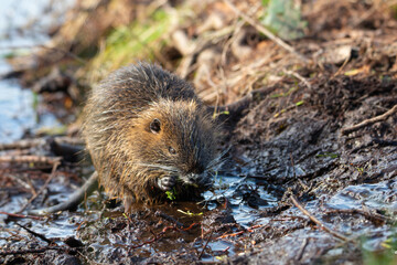 Nutria, coypu herbivorous, semiaquatic rodent member of the family Myocastoridae on the riverbed, baby animals, habintant wetlands, river rat