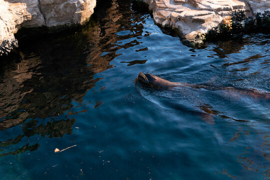 Le&oacute;n marino en piscina