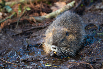 Nutria, coypu herbivorous, semiaquatic rodent member of the family Myocastoridae on the riverbed,  baby animals, habintant wetlands, river rat