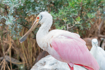 Aves exoticas en la naturaleza