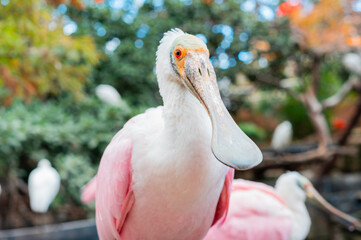 Fototapeta premium Aves exoticas en la naturaleza